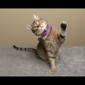 Meet your Posher, Rebecca